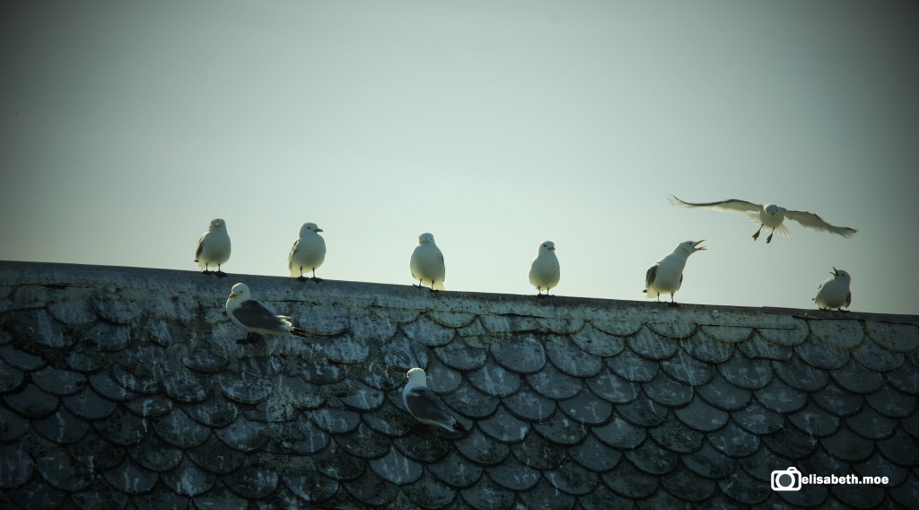 Fugler på taket